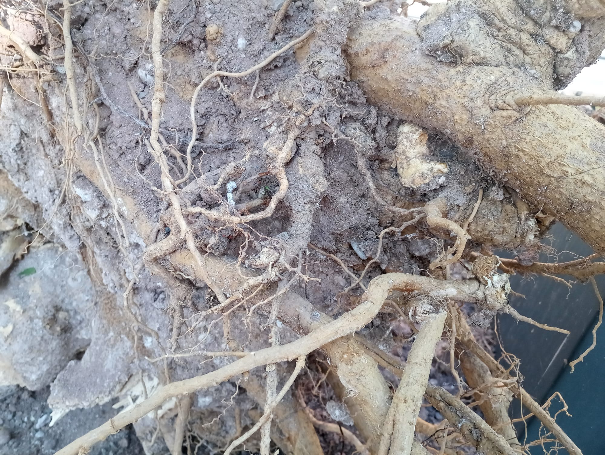 La atracción de la tierra